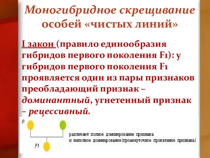 Моногибридное скрещивание особей «чистых линий» I закон (правило единообразия гибридов первого