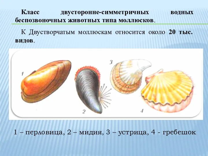 Класс двусторонне-симметричных водных беспозвоночных животных типа моллюсков. К Двустворчатым моллюскам относится