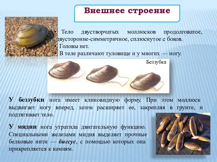 Тело двустворчатых моллюсков продолговатое, двусторонне-симметричное, сплюснутое с боков. Головы нет. В