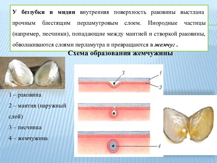У беззубки и мидии внутренняя поверхность раковины выстлана прочным блестящим перламутровым