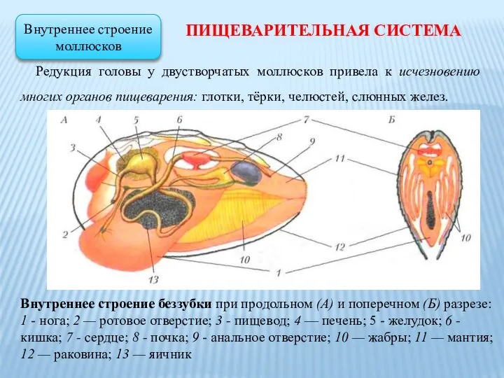 Редукция головы у двустворчатых моллюсков привела к исчезновению многих органов пищеварения: