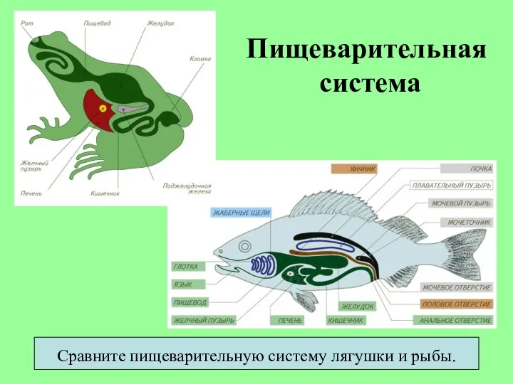 Пищеварительная система Сравните пищеварительную систему лягушки и рыбы.