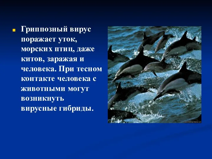 Гриппозный вирус поражает уток, морских птиц, даже китов, заражая и человека.