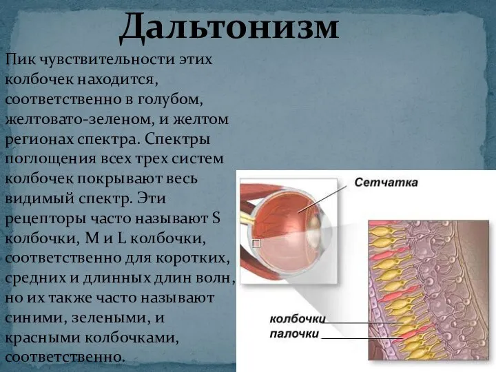 Пик чувствительности этих колбочек находится, соответственно в голубом, желтовато-зеленом, и желтом