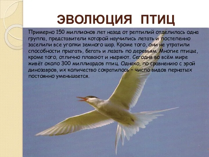 ЭВОЛЮЦИЯ ПТИЦ Примерно 150 миллионов лет назад от рептилий отделилась одна