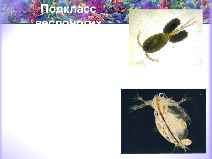 Подкласс веслоногих (Copepoda) морские планктонные (каланиды и др.), пресноводные свободноживущие (циклопы