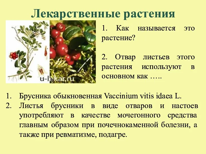 Лекарственные растения 1. Как называется это растение? 2. Отвар листьев этого