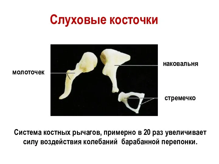 молоточек наковальня стремечко Слуховые косточки Система костных рычагов, примерно в 20