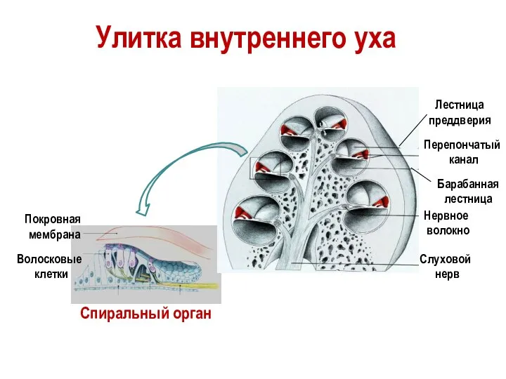 Слуховой нерв Нервное волокно Покровная мембрана Волосковые клетки Спиральный орган Улитка