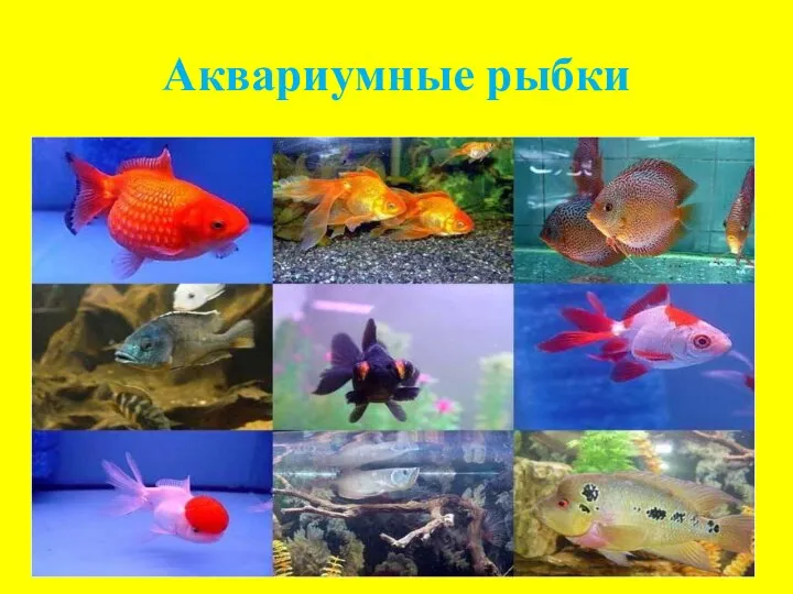 Аквариумные рыбки