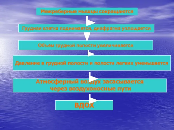 Межреберные мышцы сокращаются Грудная клетка поднимается, диафрагма уплощается Объем грудной полости