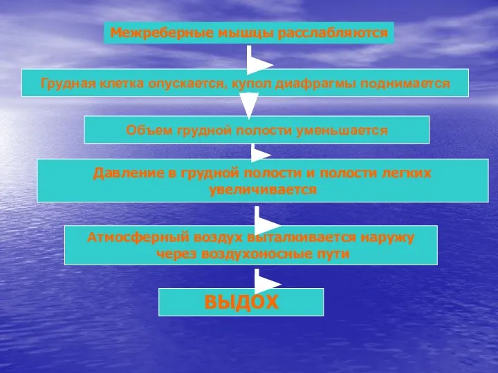 Межреберные мышцы расслабляются Грудная клетка опускается, купол диафрагмы поднимается Объем грудной