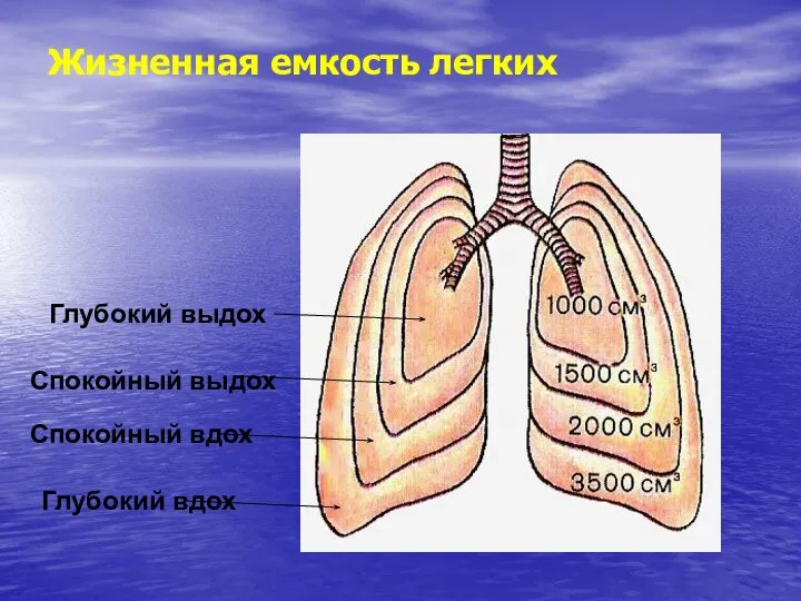 Жизненная емкость легких Глубокий выдох Спокойный выдох Спокойный вдох Глубокий вдох