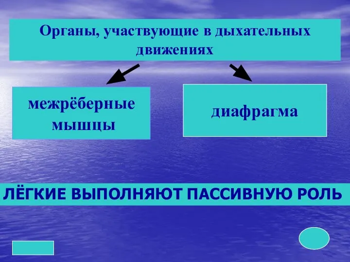 Органы, участвующие в дыхательных движениях межрёберные мышцы диафрагма ЛЁГКИЕ ВЫПОЛНЯЮТ ПАССИВНУЮ РОЛЬ