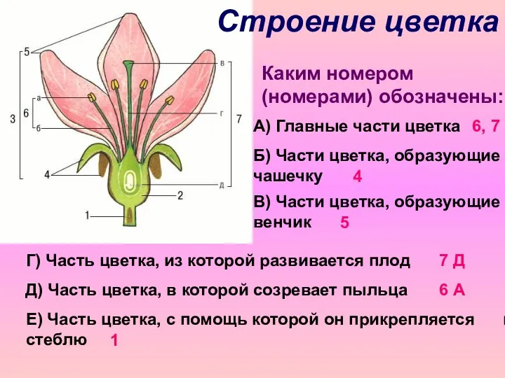 Строение цветка Каким номером (номерами) обозначены: А) Главные части цветка 6,