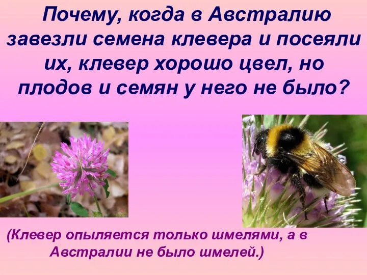 Почему, когда в Австралию завезли семена клевера и посеяли их, клевер