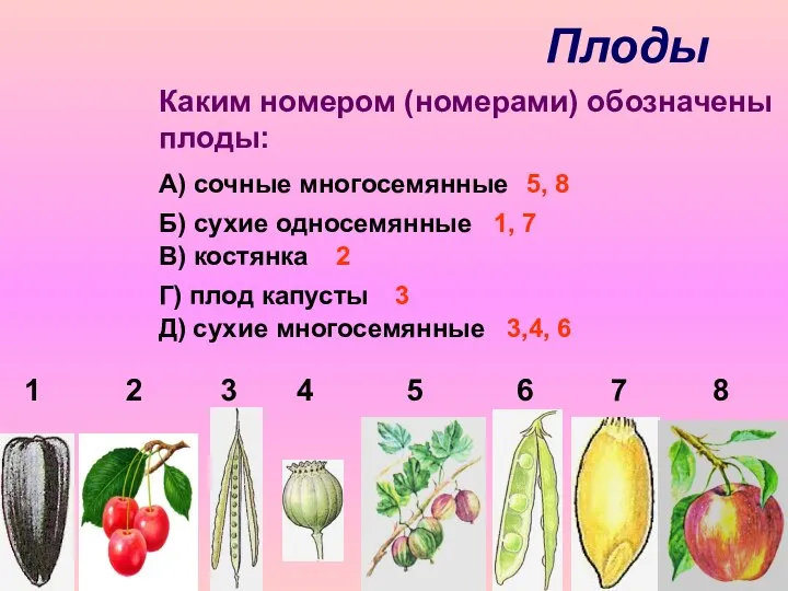 Плоды 1 2 3 4 5 6 7 8 Каким номером