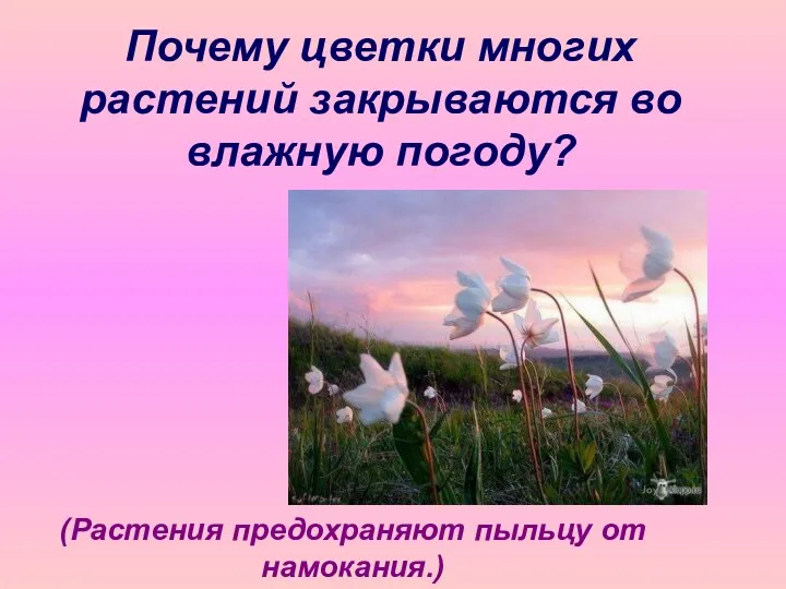 Почему цветки многих растений закрываются во влажную погоду? (Растения предохраняют пыльцу от намокания.)