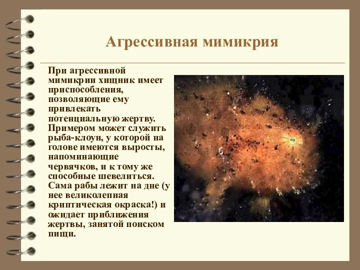 Агрессивная мимикрия При агрессивной мимикрии хищник имеет приспособления, позволяющие ему привлекать