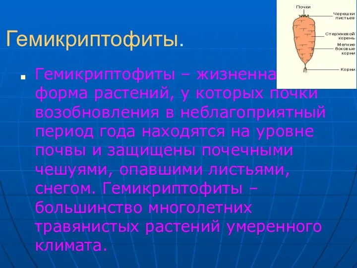 Гемикриптофиты. Гемикриптофиты – жизненная форма растений, у которых почки возобновления в