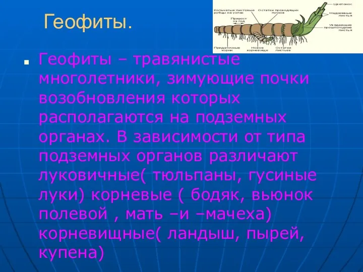 Геофиты. Геофиты – травянистые многолетники, зимующие почки возобновления которых располагаются на