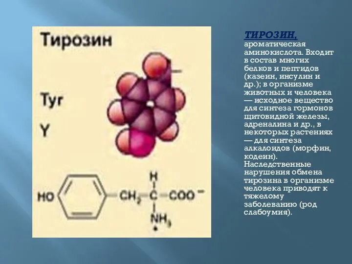 ТИРОЗИН, ароматическая аминокислота. Входит в состав многих белков и пептидов (казеин,