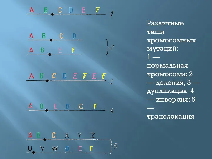 Различные типы хромосомных мутаций: 1 — нормальная хромосома; 2 — деления;