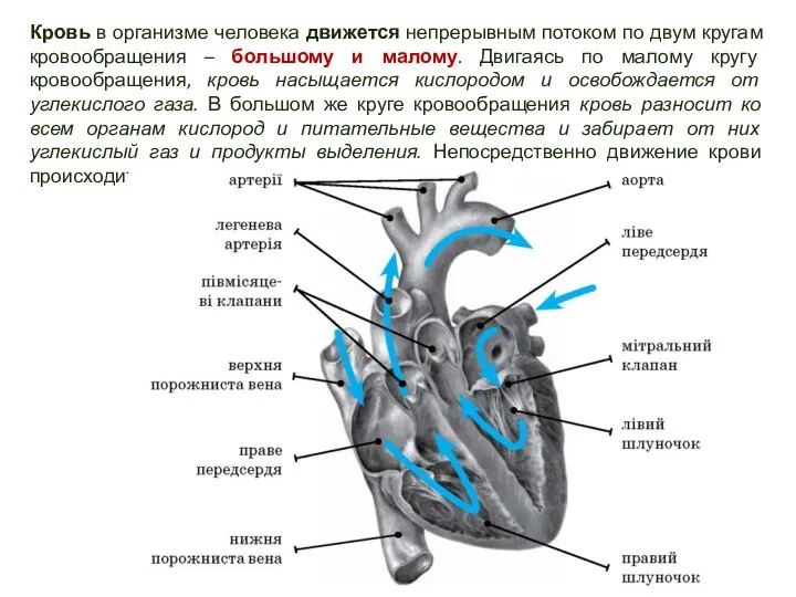 Кровь в организме человека движется непрерывным потоком по двум кругам кровообращения