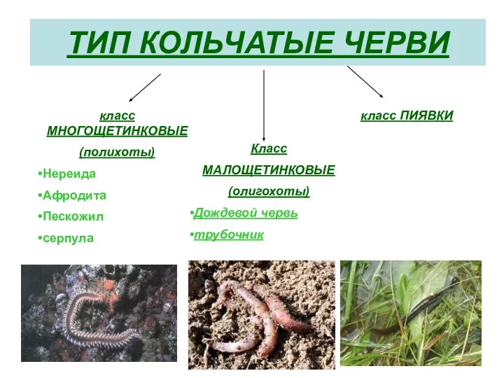 ТИП КОЛЬЧАТЫЕ ЧЕРВИ класс МНОГОЩЕТИНКОВЫЕ (полихоты) Нереида Афродита Пескожил серпула класс