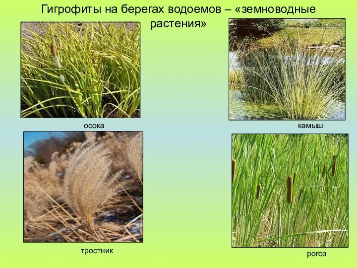 Гигрофиты на берегах водоемов – «земноводные растения» осока тростник камыш рогоз