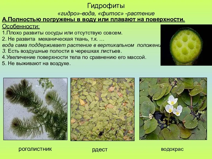 Гидрофиты «гидро»-вода, «фитос» -растение А.Полностью погружены в воду или плавают на