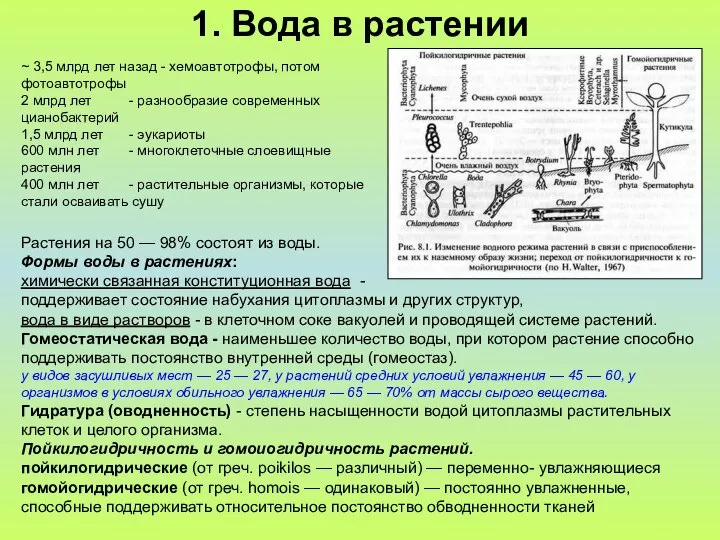 1. Вода в растении ~ 3,5 млрд лет назад - хемоавтотрофы,