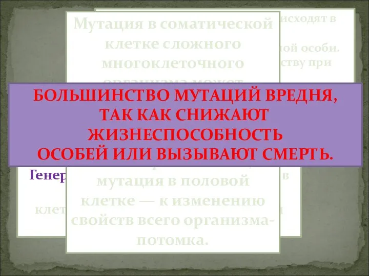 Соматические мутации происходят в соматических клетках и проявляются у самой особи.