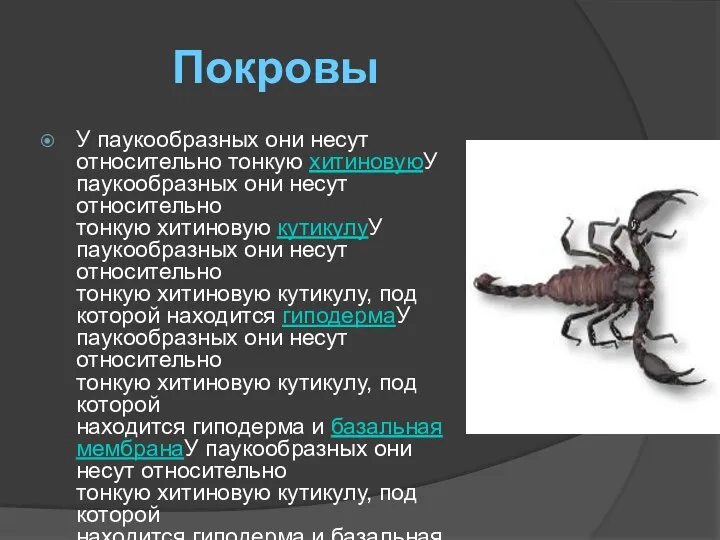 Покровы У паукообразных они несут относительно тонкую хитиновуюУ паукообразных они несут