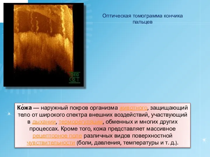 Ко́жа — наружный покров организма животного, защищающий тело от широкого спектра