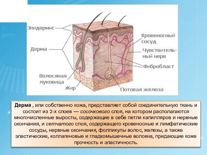 Дерма , или собственно кожа, представляет собой соединительную ткань и состоит