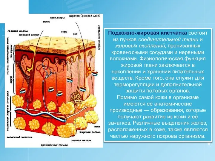 Подкожно-жировая клетчатка состоит из пучков соединительной ткани и жировых скоплений, пронизанных