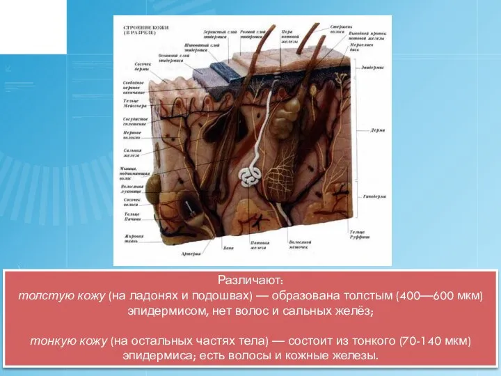 Различают: толстую кожу (на ладонях и подошвах) — образована толстым (400—600