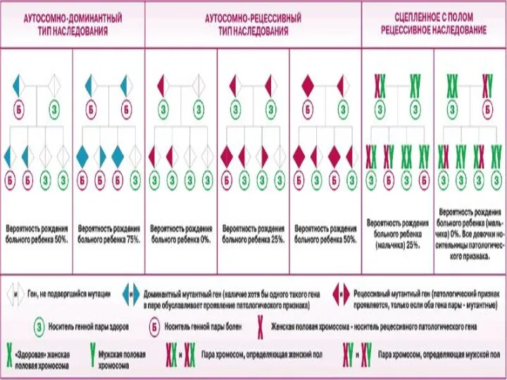 Главные понятия Наследственность-это св-во живых организмов сохранять и передавать в ряду