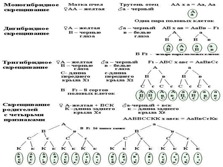 В зависимости от количества альтернативных признаков скрещивание можно разделить: -моногибридное (один)