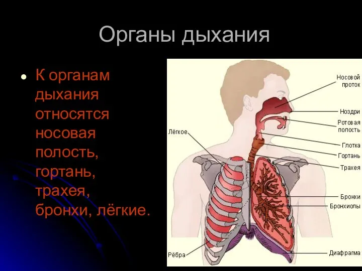 Органы дыхания К органам дыхания относятся носовая полость, гортань, трахея, бронхи, лёгкие.