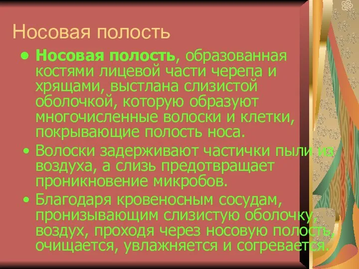 Носовая полость Носовая полость, образованная костями лицевой части черепа и хрящами,