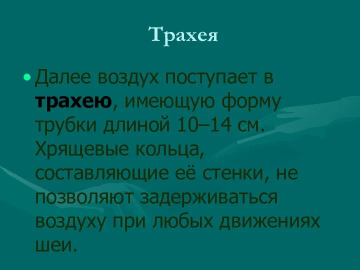 Трахея Далее воздух поступает в трахею, имеющую форму трубки длиной 10–14