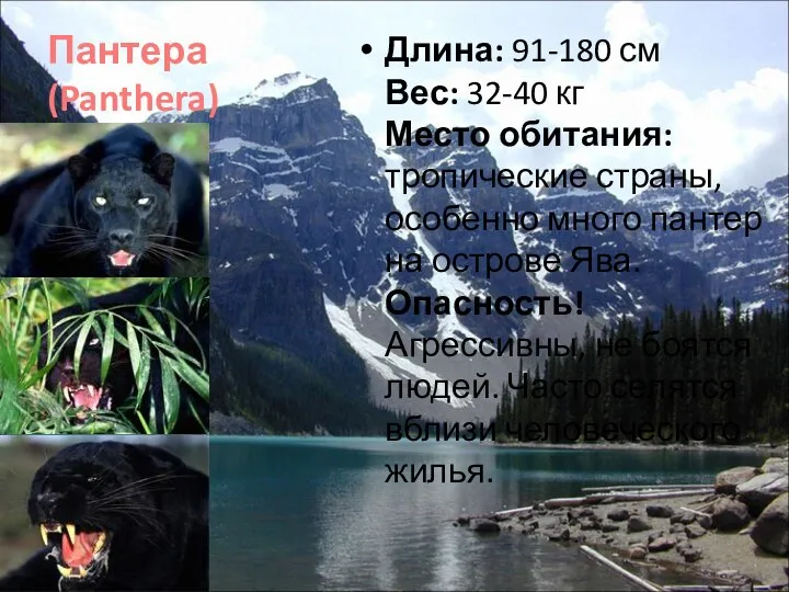 Пантера (Panthera) Длина: 91-180 см Вес: 32-40 кг Место обитания: тропические