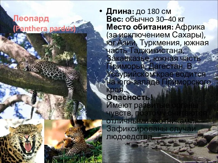 Леопард (Panthera pardus) Длина: до 180 см Вес: обычно 30–40 кг