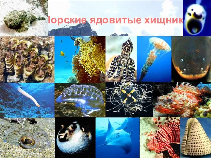 Морские ядовитые хищники