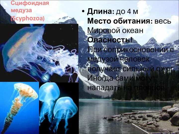 Сцифоидная медуза (Scyphozoa) Длина: до 4 м Место обитания: весь Мировой