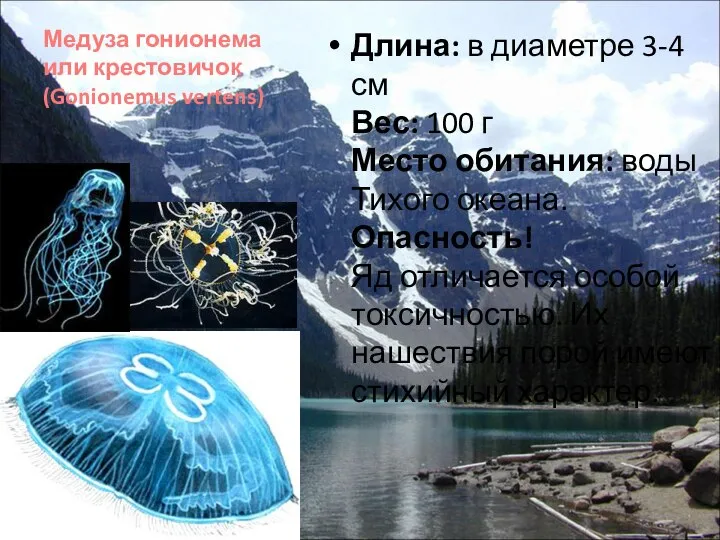Медуза гонионема или крестовичок (Gonionemus vertens) Длина: в диаметре 3-4 см