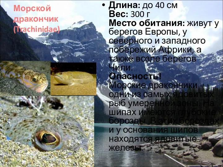 Морской дракончик (Trachinidae) Длина: до 40 см Вес: 300 г Место