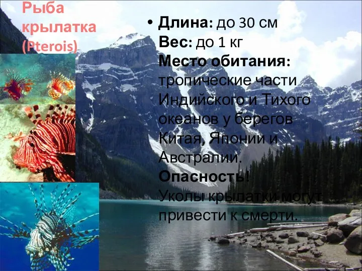 Рыба крылатка (Pterois) Длина: до 30 см Вес: до 1 кг